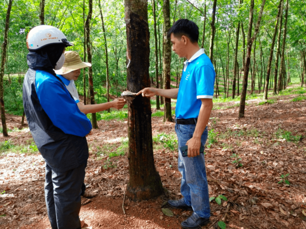 บริษัทยางพาราในประเทศเวียดนาม Huy Anh Rubber มอบหมายให้ KOLTIVA ดำเนินการเพื่อให้บรรลุเป้าหมายการปฏิบัติตามข้อกำหนด EUDR และเพื่อเสริมสร้างความสามารถทางการแข่งขันในตลาดสหภาพยุโรป