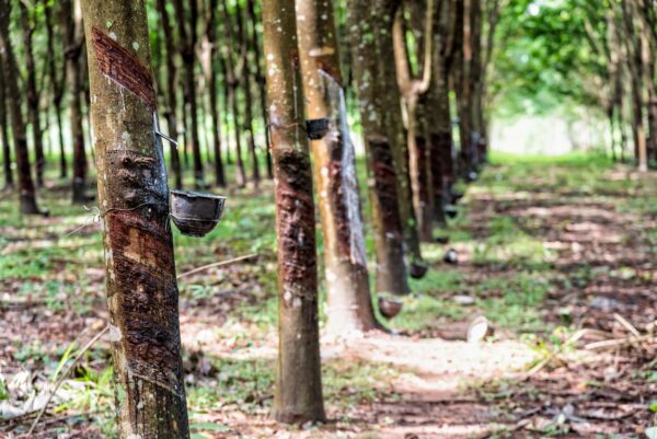 Dorong Industri Karet Berkelanjutan Bebas Deforestasi, KOLTIVA Perkuat Rantai Pasok Thailand untuk Kepatuhan EUDR