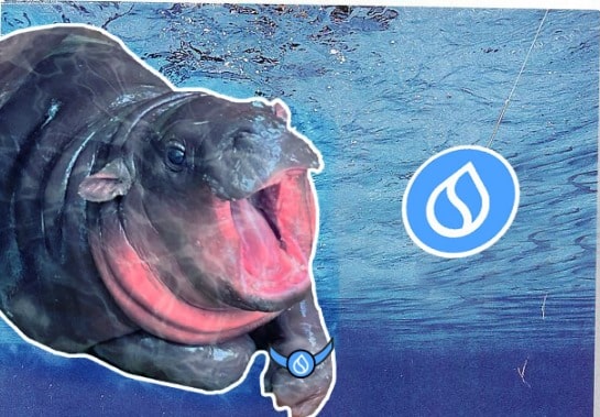 Sudeng (HIPPO), Sui Network’s First Meme Coin, Here’s Its Potential