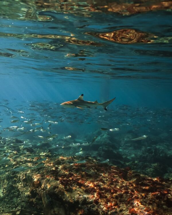 Banwa Private Island, One of Only 10 Places in Philippines Declared as Important Shark and Ray Areas