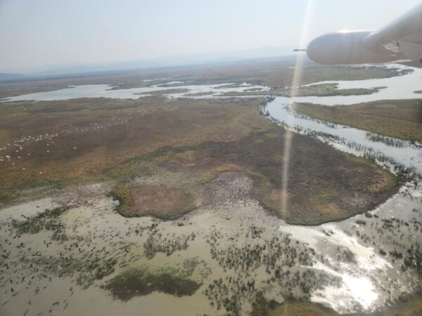 Waterbirds return this year, but amid long-term decline: aerial survey