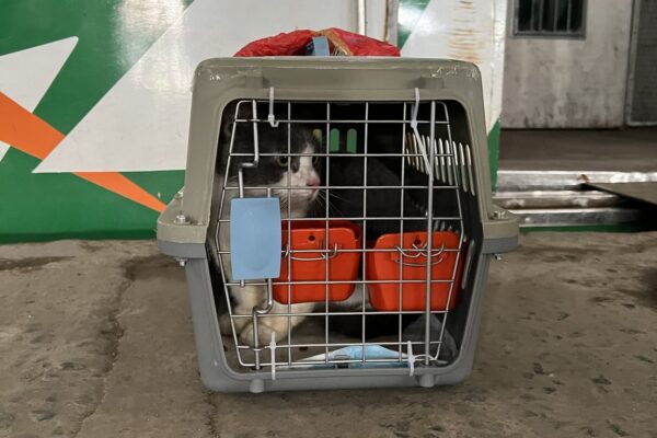 KAI Logistik Kirim Lebih dari 5.200 Hewan Peliharaan selama Periode Nataru 2025/2026