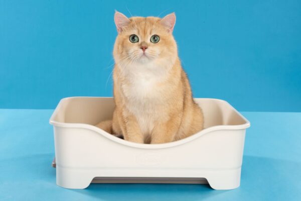 Rekomendasi Pasir Kucing Serap Bau di Ruangan Indoor