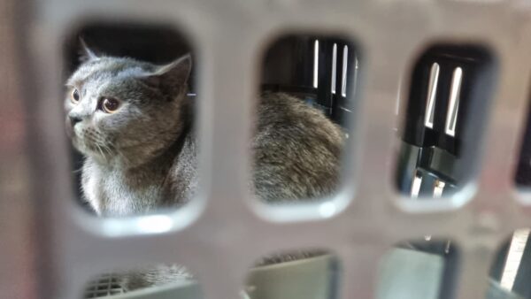 Memasuki Arus Mudik Lebaran, Pengiriman Hewan Peliharaan Via KAI Logistik Meningkat