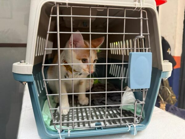 Mudik Bersama Hewan Peliharaan Kian Jadi Pilihan, KAI Logistik Catat 13.435 Pengiriman Hewan Peliharaan Selama Ramadan – IdulFitri