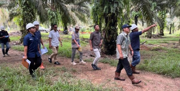 Holding Perkebunan Nusantara Perkuat Pengawasan Operasional, PTPN IV Regional VII Tingkatkan Produktivitas Kebun