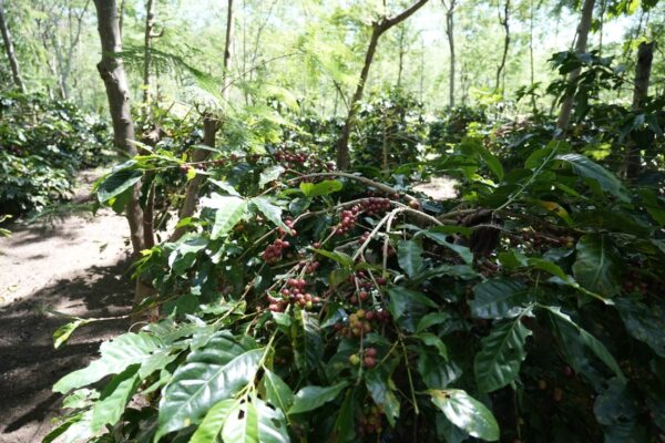 Holding Perkebunan Nusantara Dorong Kinerja Kopi PalmCo Tetap Solid di Tengah Tekanan Cuaca