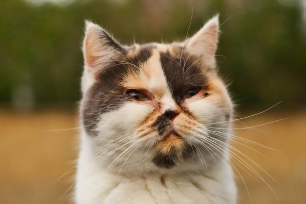 Jangan Panik, Ini Langkah Awal Saat Mata Kucing Mulai Bermasalah